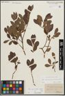 Foto von Salix appendiculata Vill. x Salix waldsteiniana Willd.